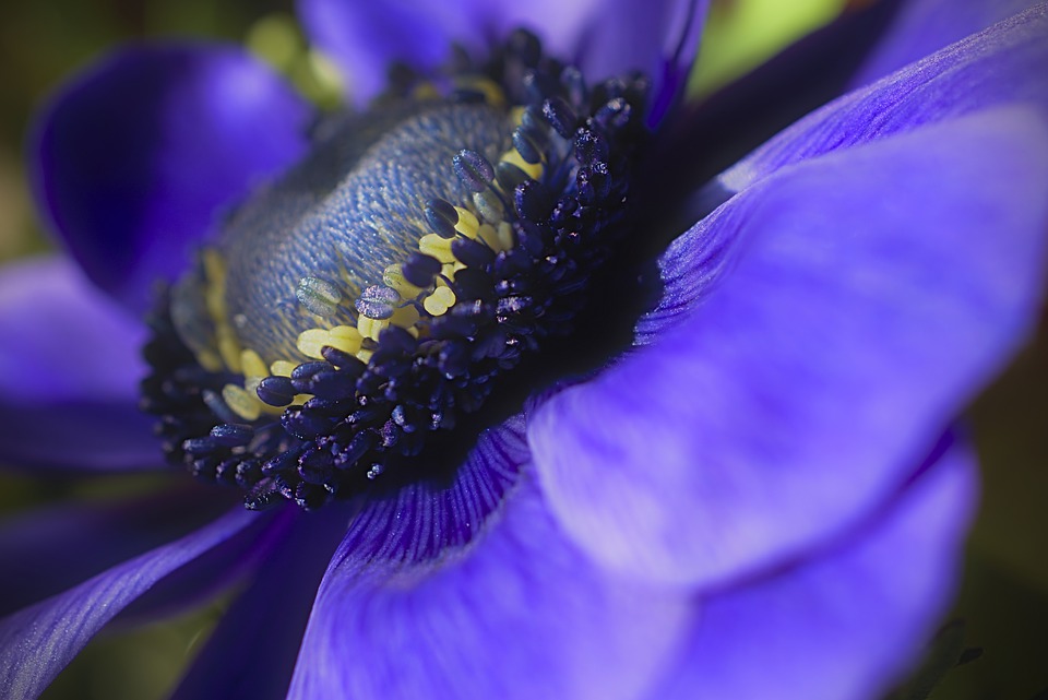 allergia_pic3
