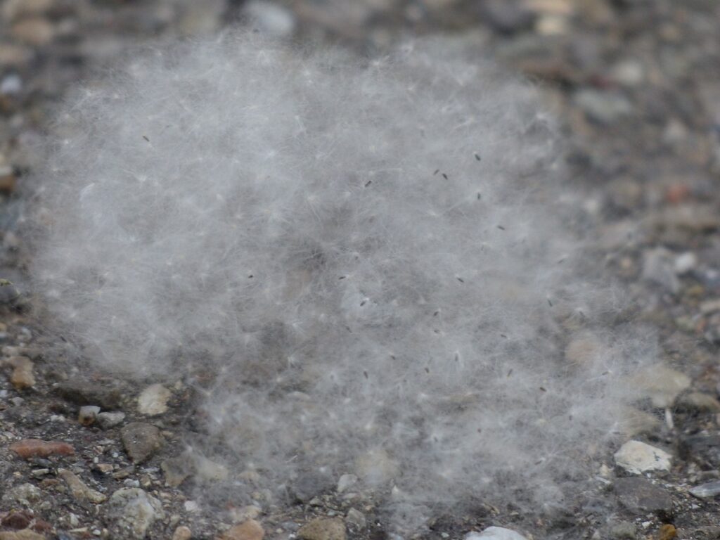 pollen-allergie_pic1