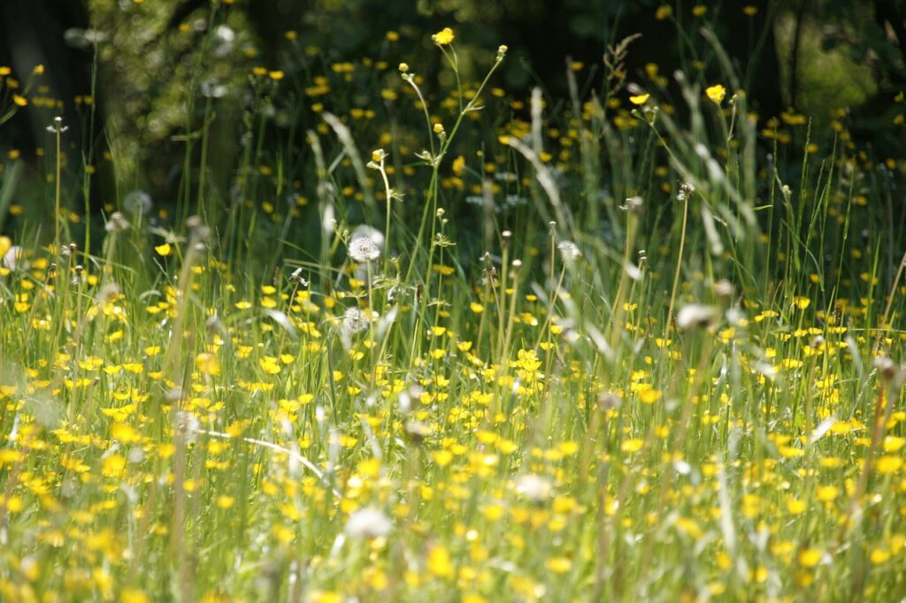 pollen-allergie_pic3